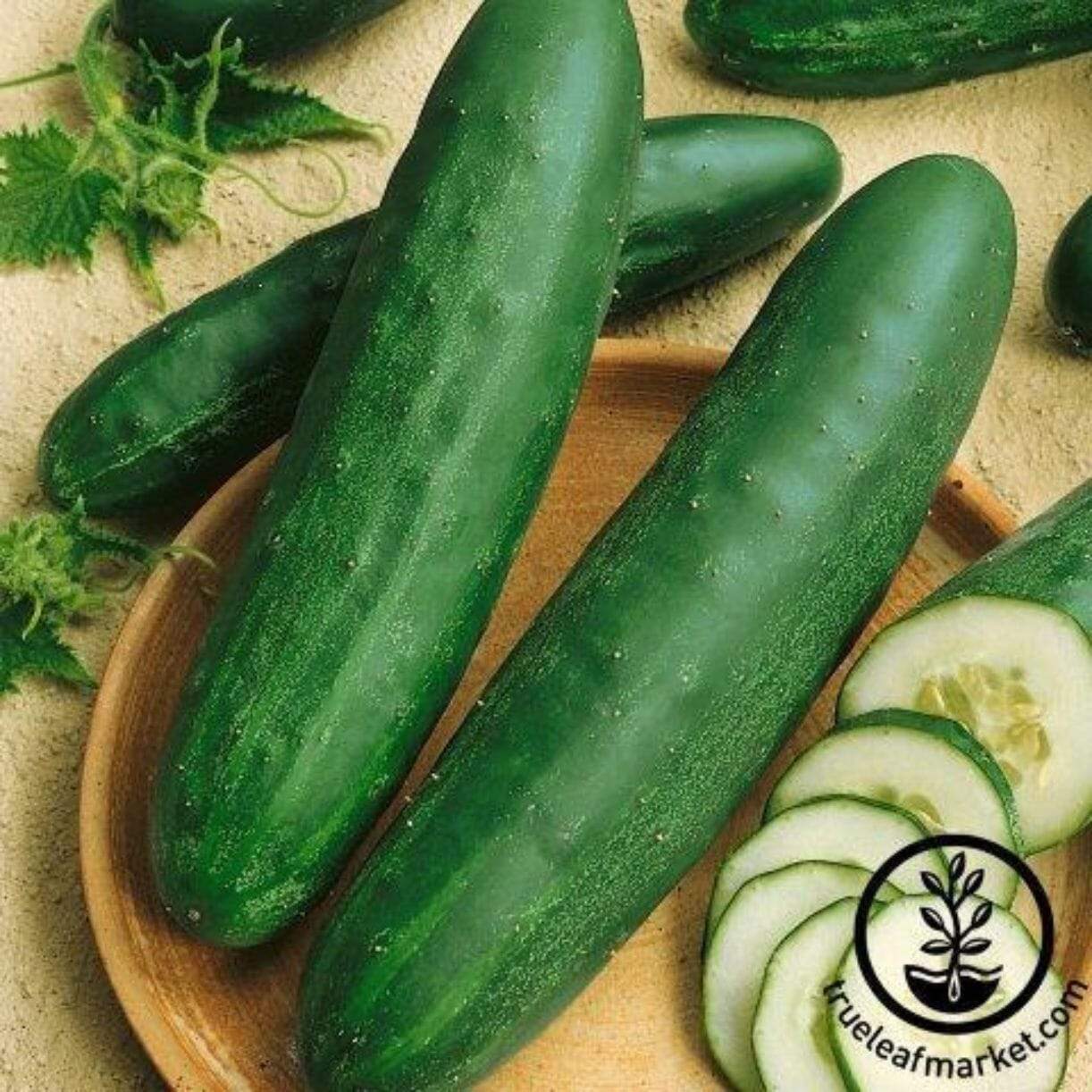 Hartley Cucumber