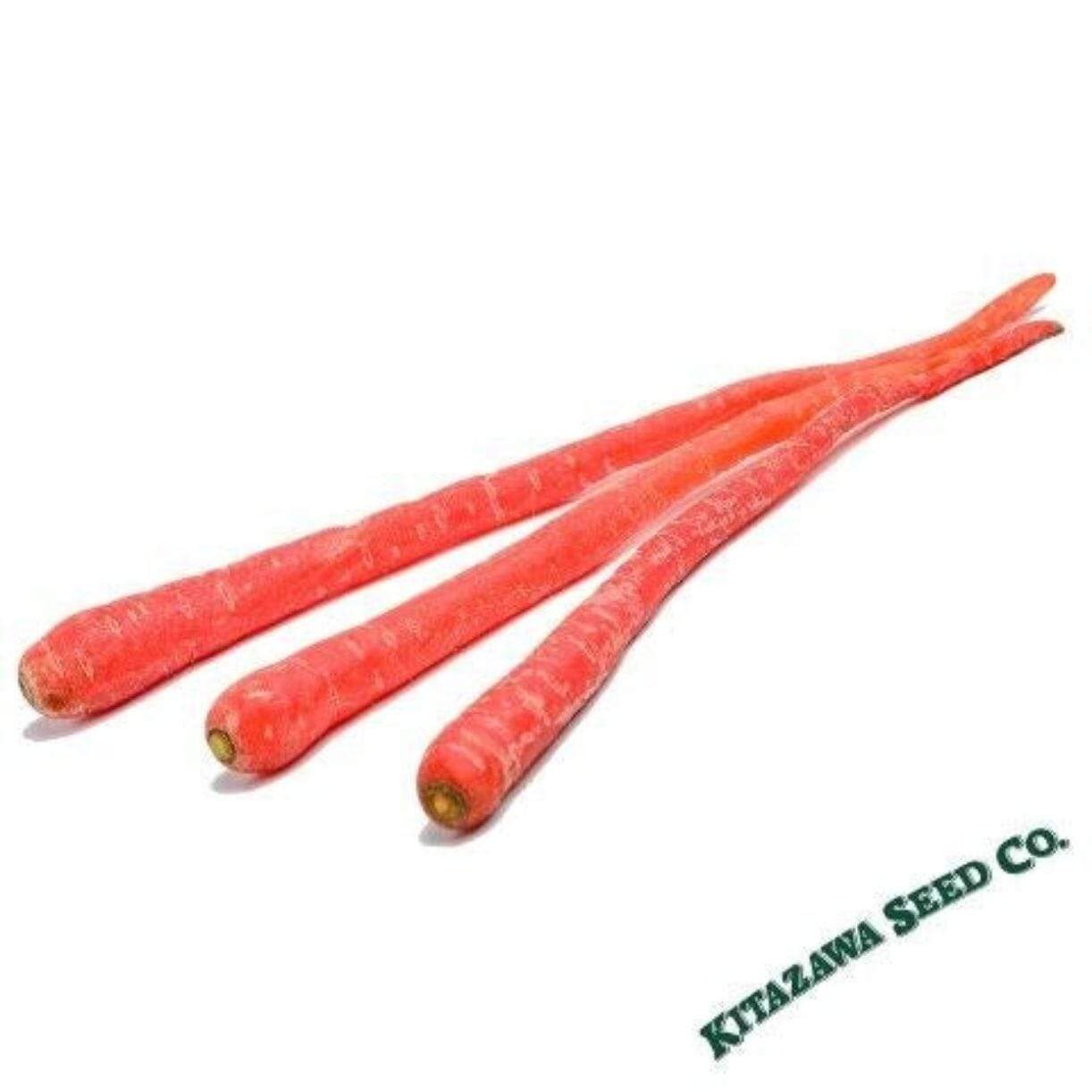 Samurai Red Carrot
