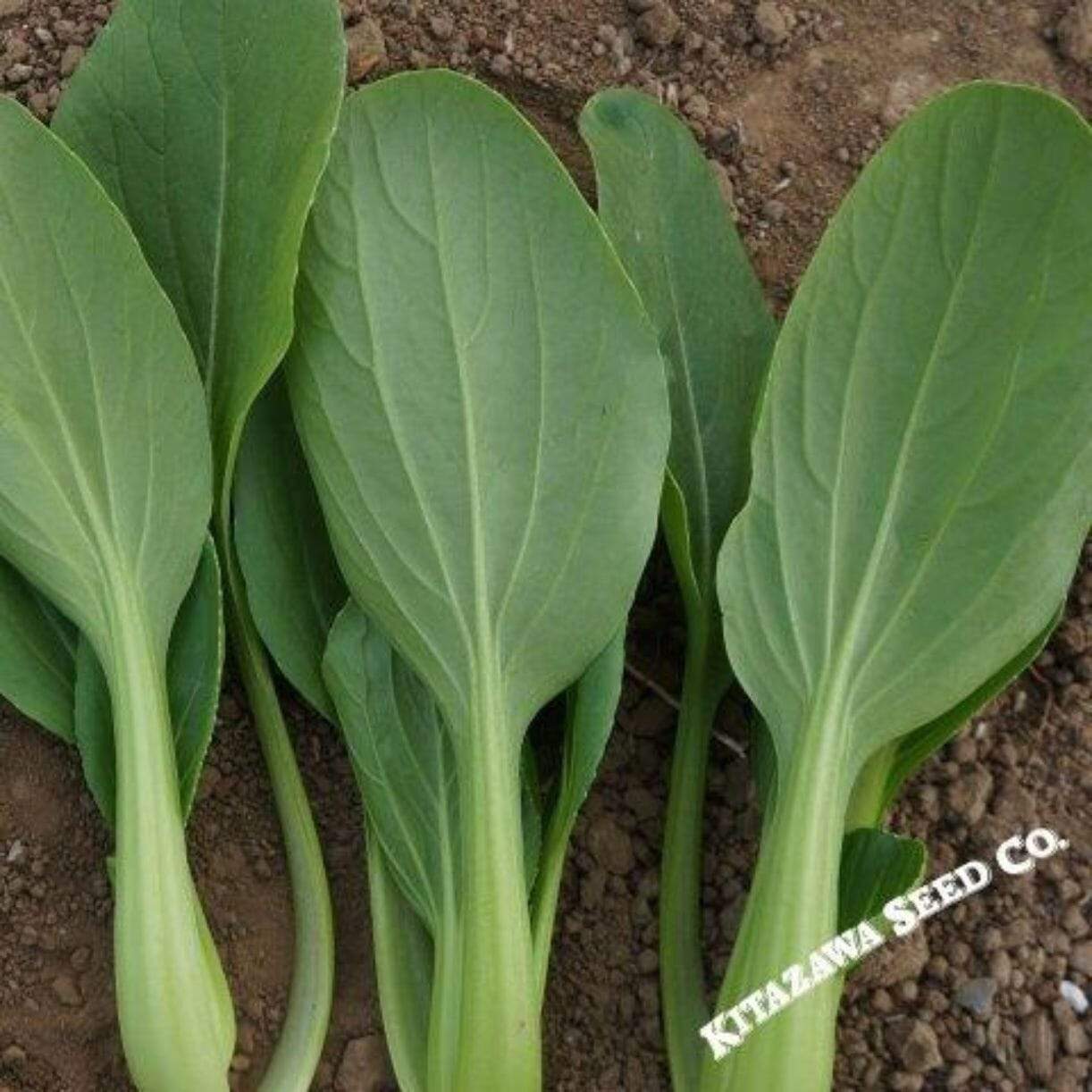Jimao Choi Cabbage