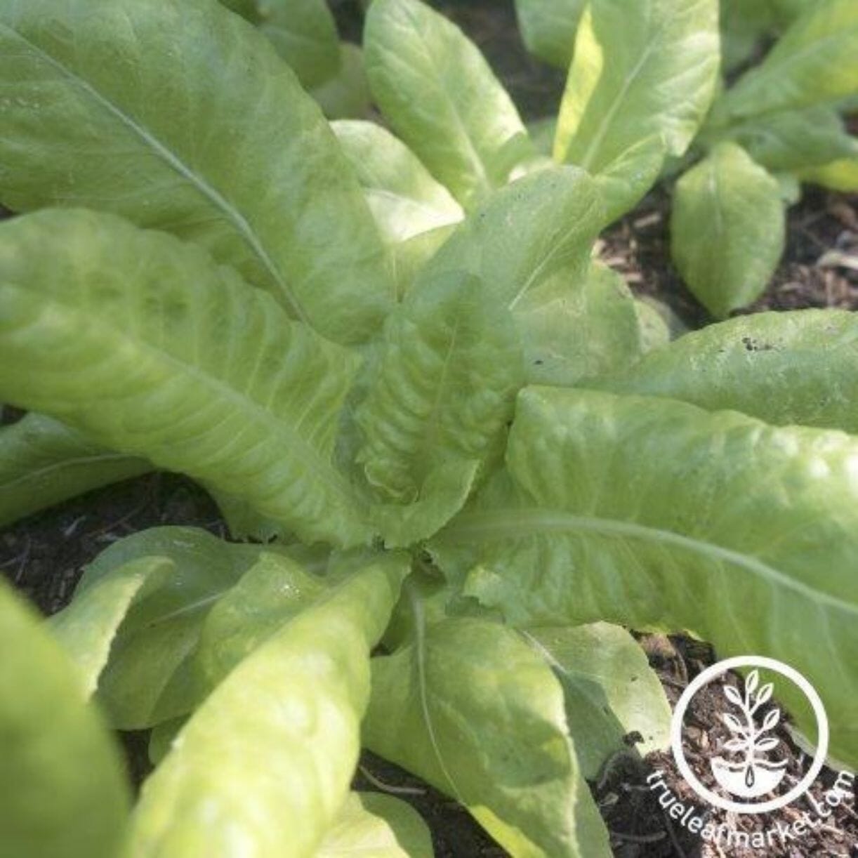 Butter King Lettuce