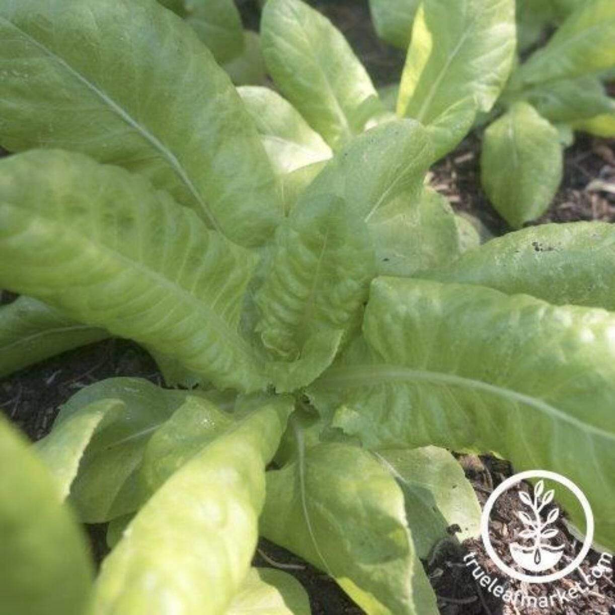 Butter King Lettuce