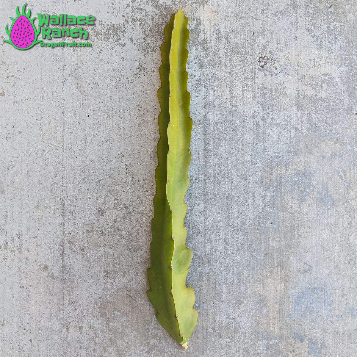 Bien Hoa White Dragonfruit (6)