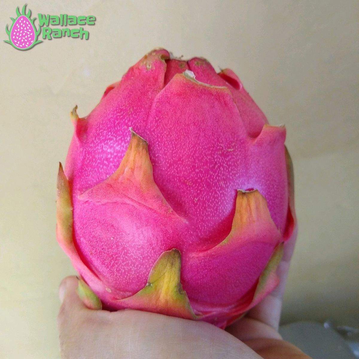Bien Hoa White Dragonfruit (4)