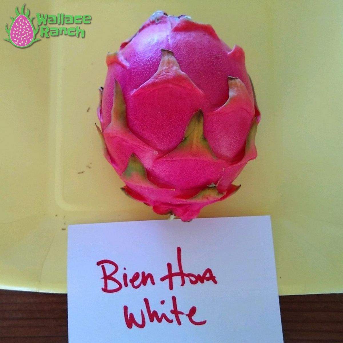 Bien Hoa White Dragonfruit (5)