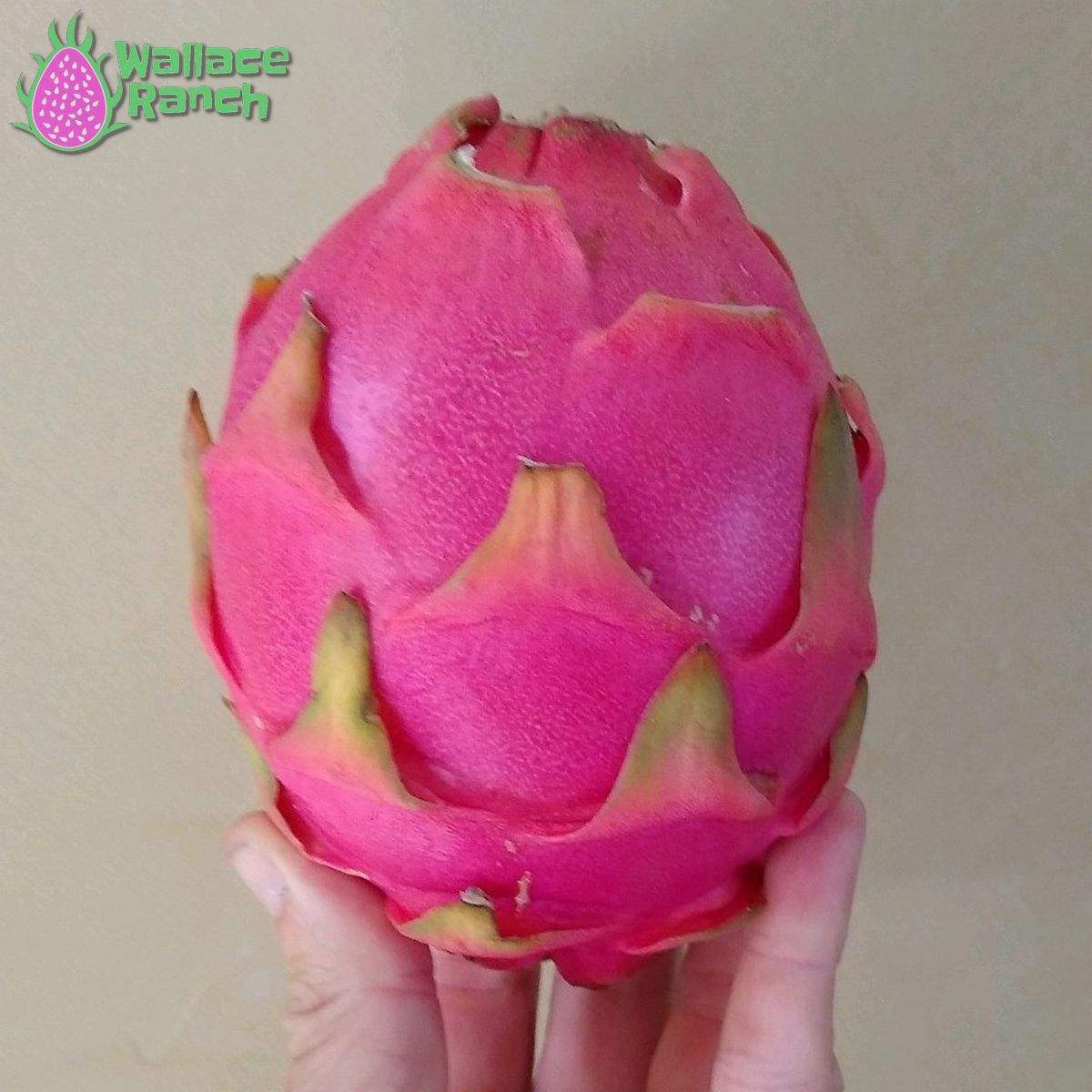 Bien Hoa White Dragonfruit (2)