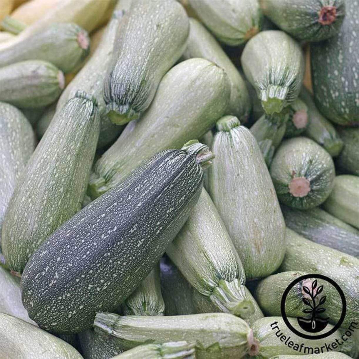 Zucchini Grey Squash