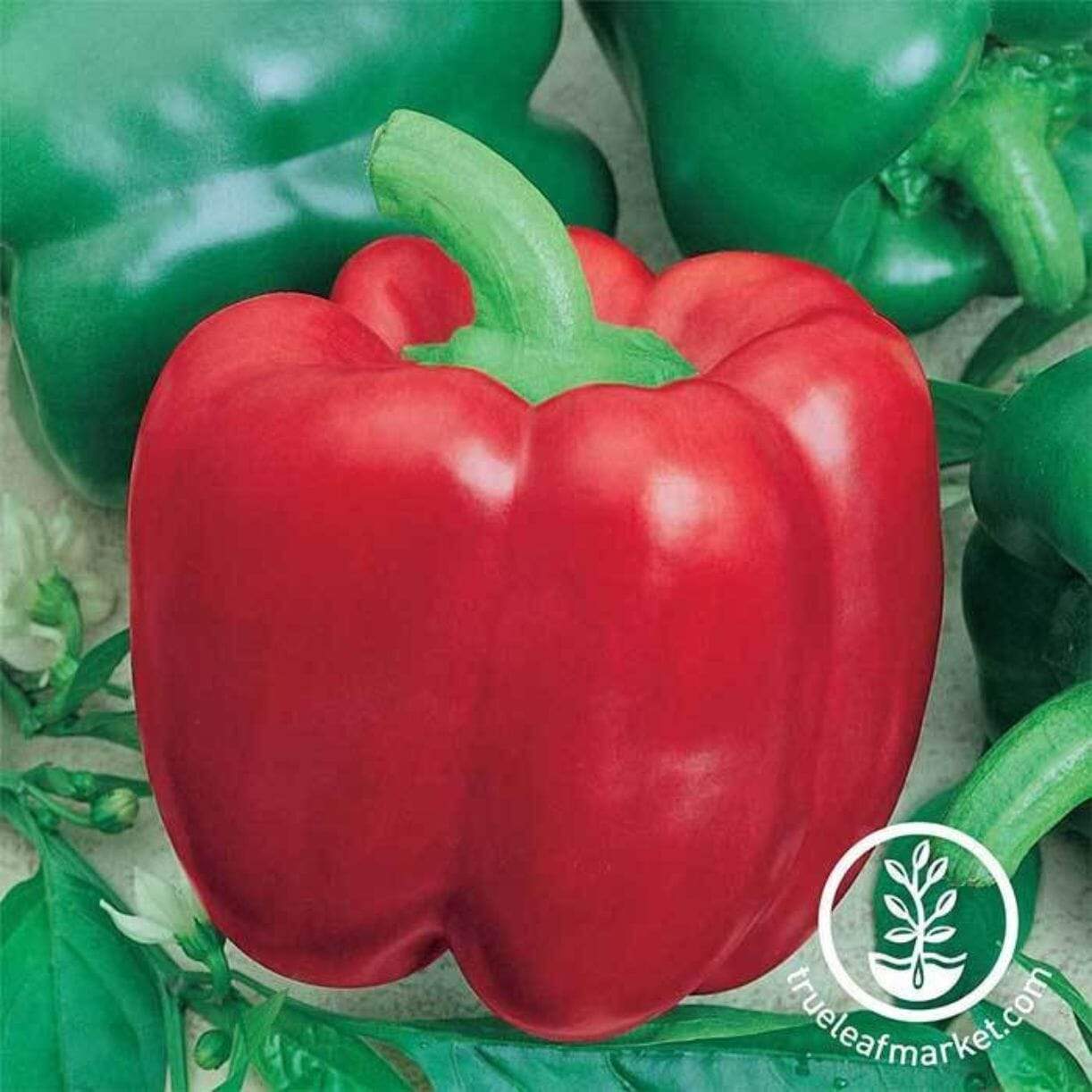 Yolo Wonder L Pepper