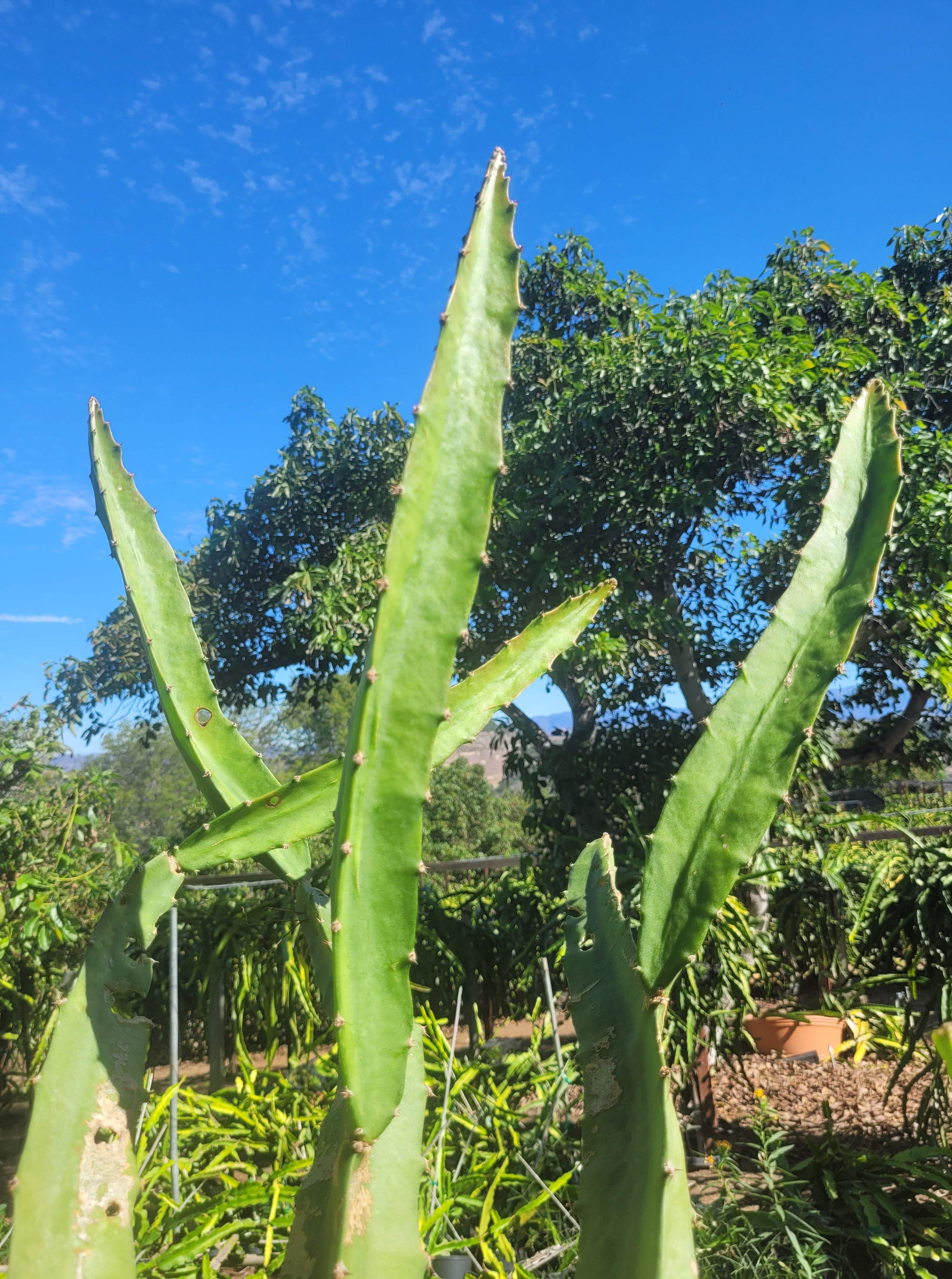 Palora Yellow Skin Dragonfruit (3)