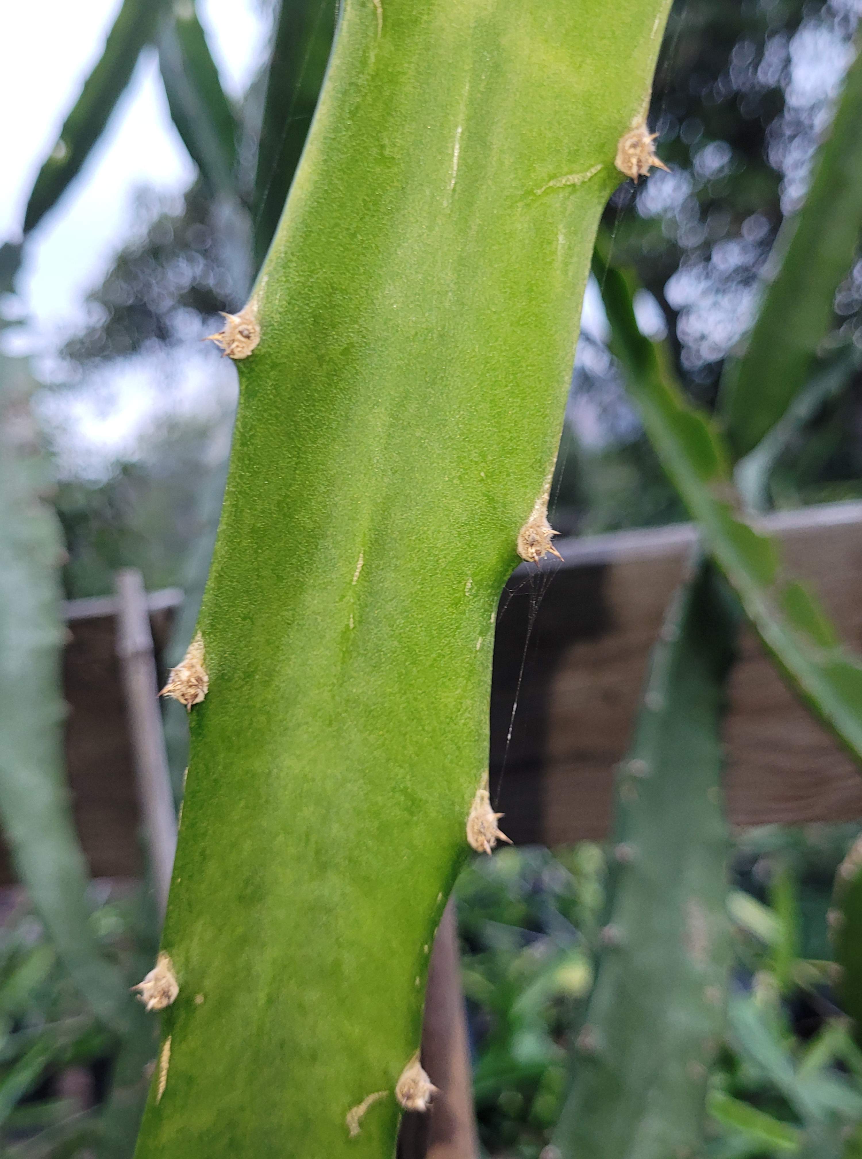 Palora Yellow Skin Dragonfruit (4)