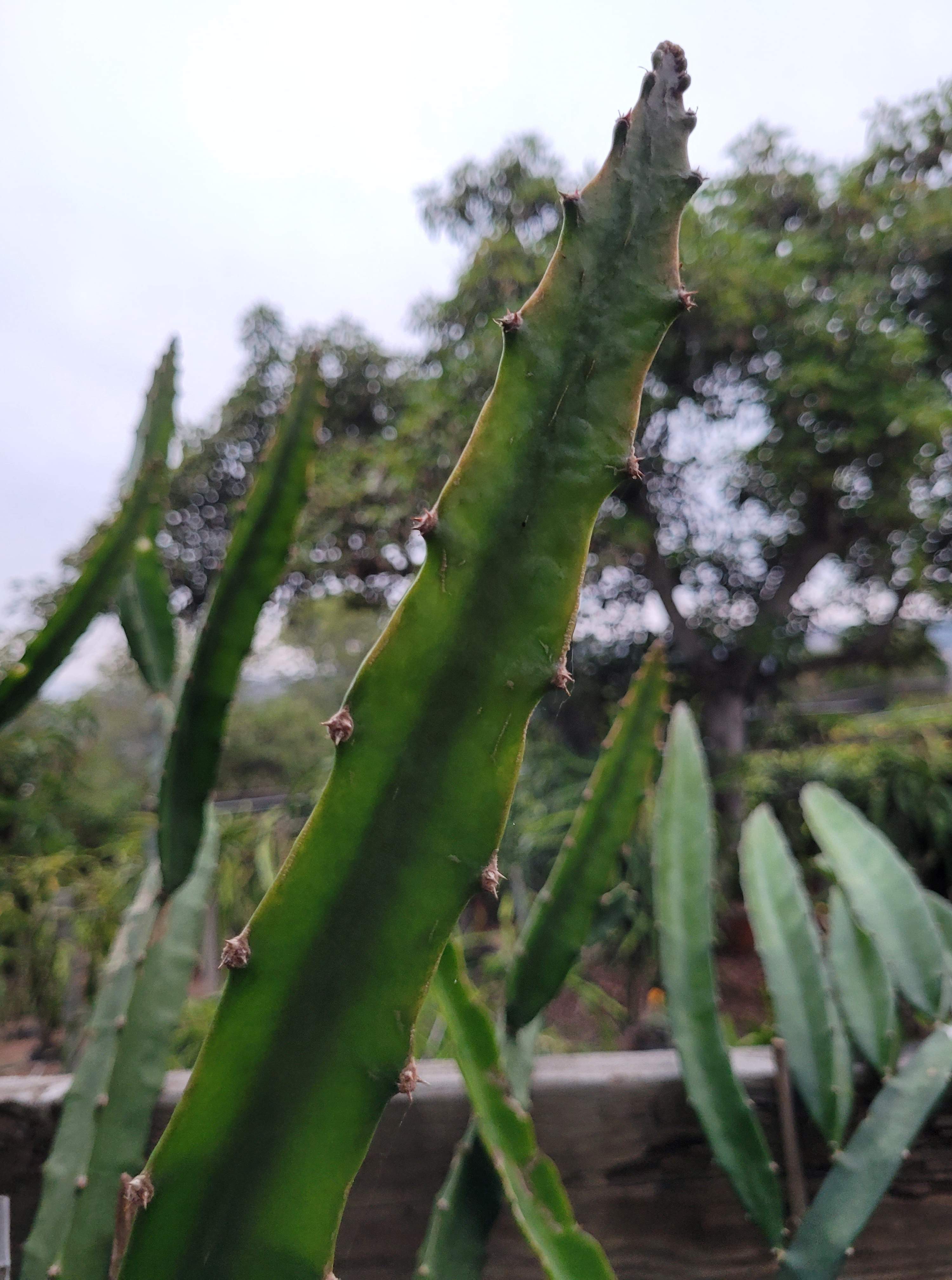 Palora Yellow Skin Dragonfruit (6)