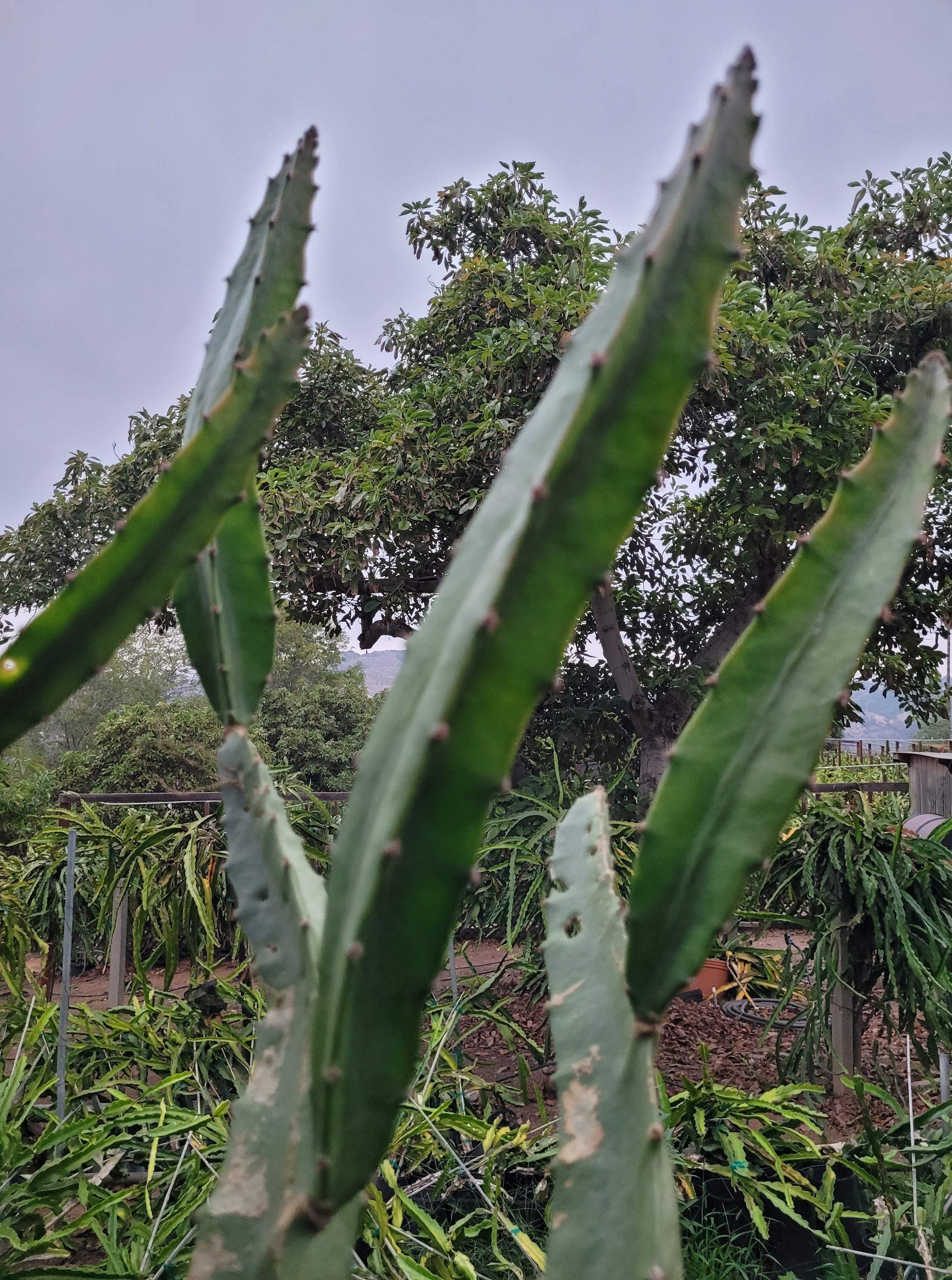 Palora Yellow Skin Dragonfruit (5)