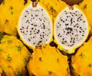 Palora Yellow Skin Dragonfruit (1)