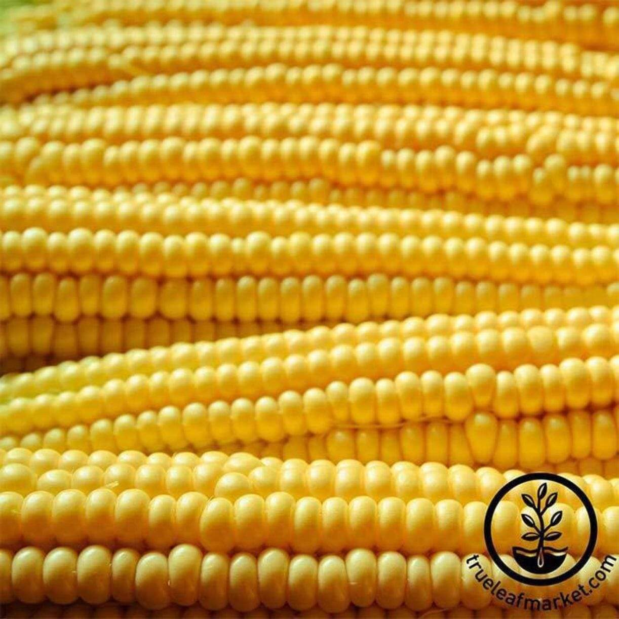 Robust Yellow Hulless Corn