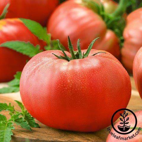 Early Red Chief Tomato