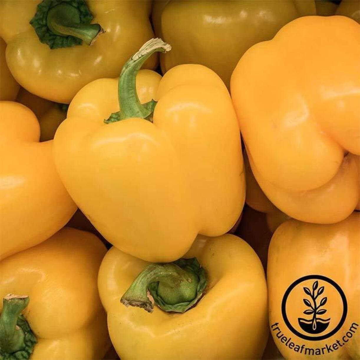 Canary Bell Pepper