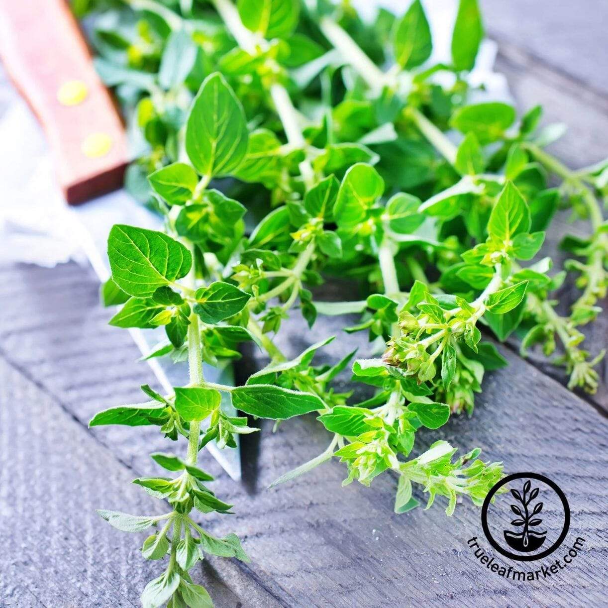 French Thyme
