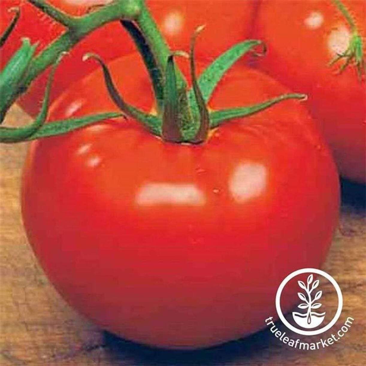Ace 55 Vf Tomato