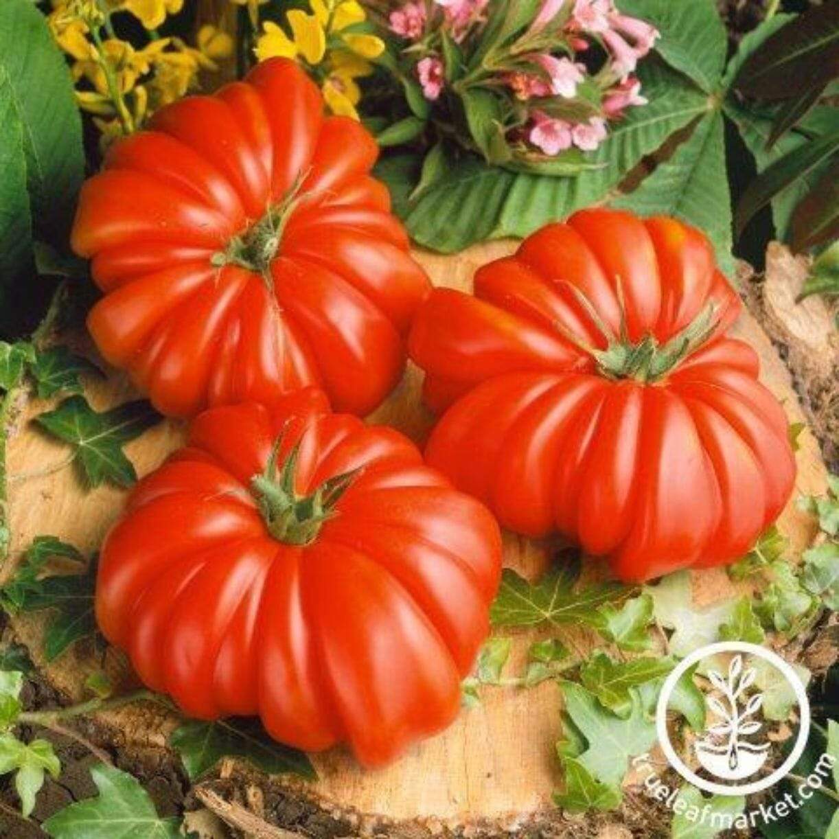 Rosso Sicilian Tomato