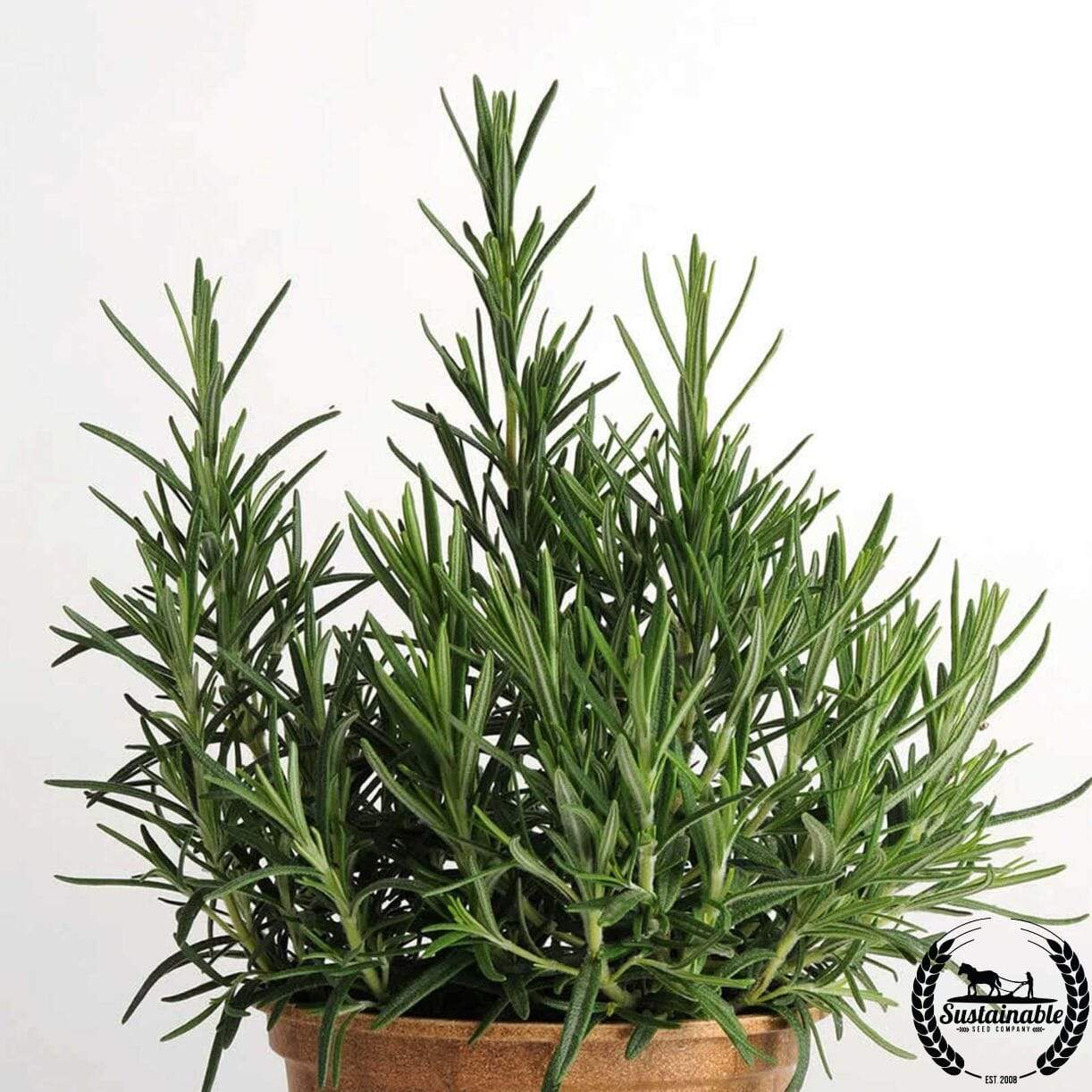 Rosemary