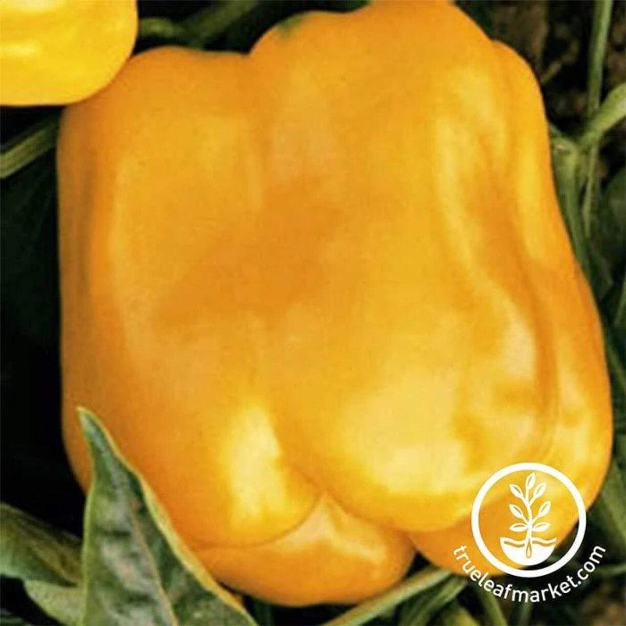 Golden Cal Wonder Pepper