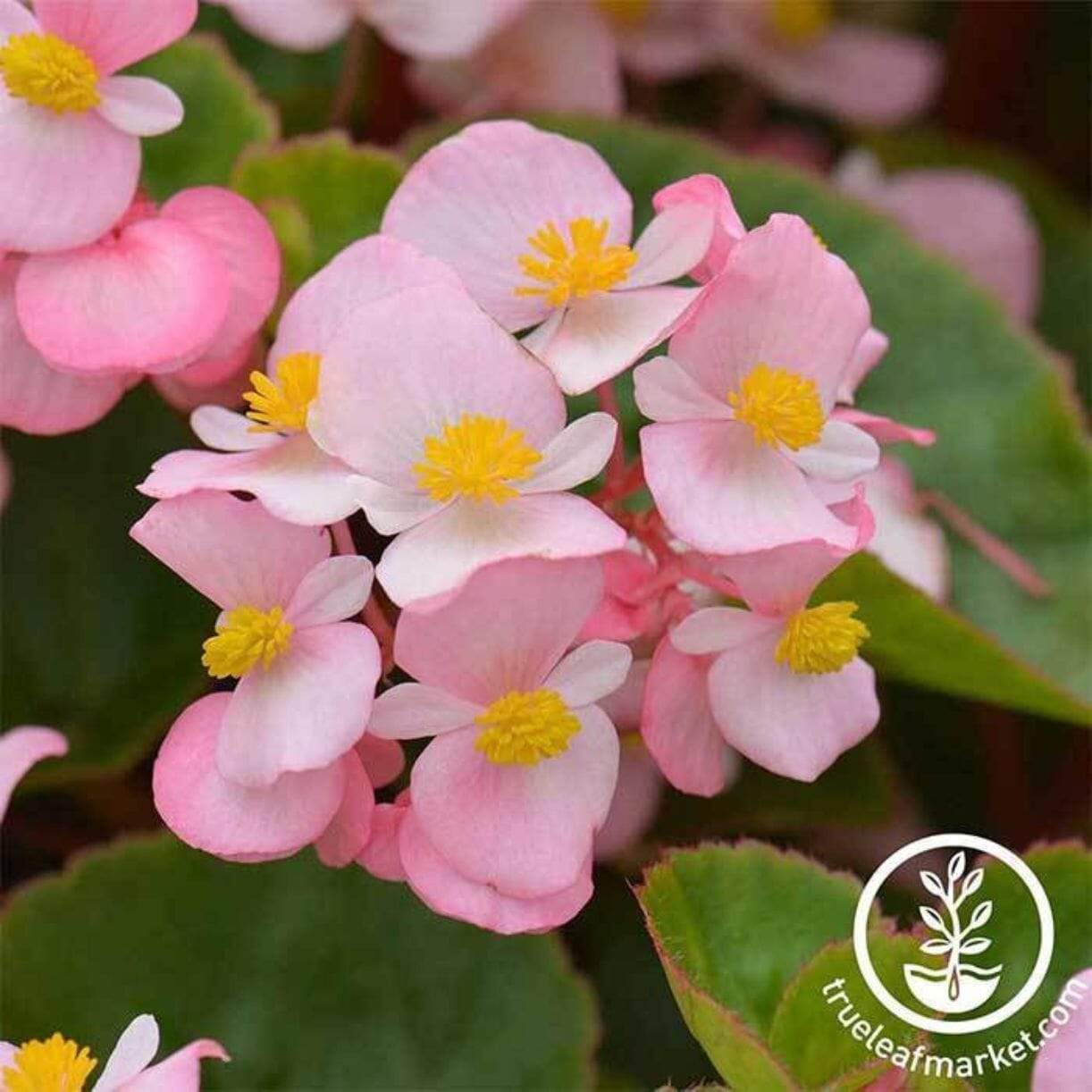 Cocktail Series Begonia