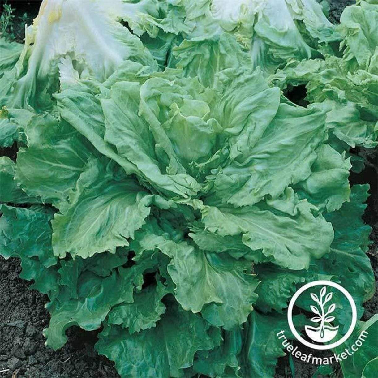 Broadleaf Batavian Endive