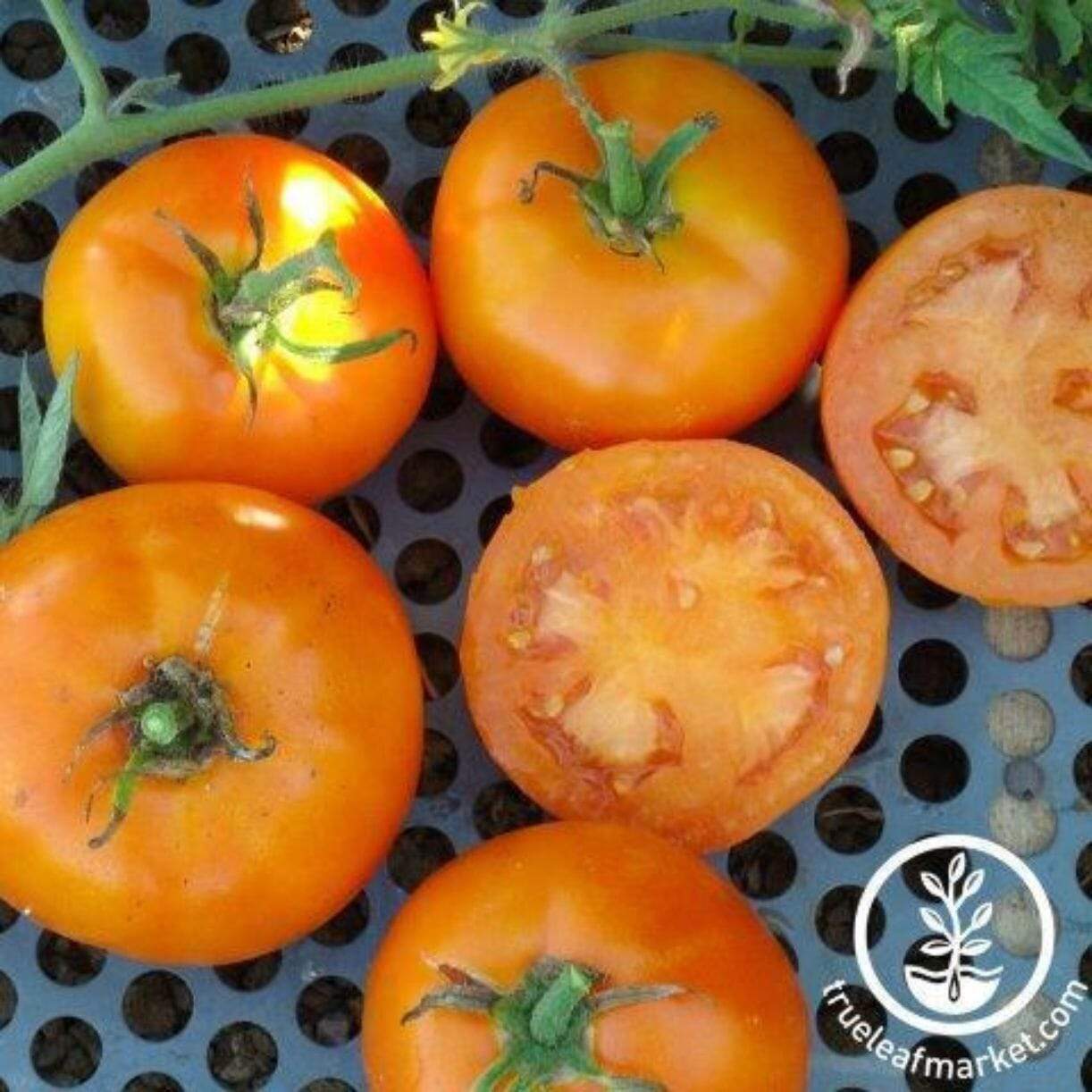 Caro Rich Tomato