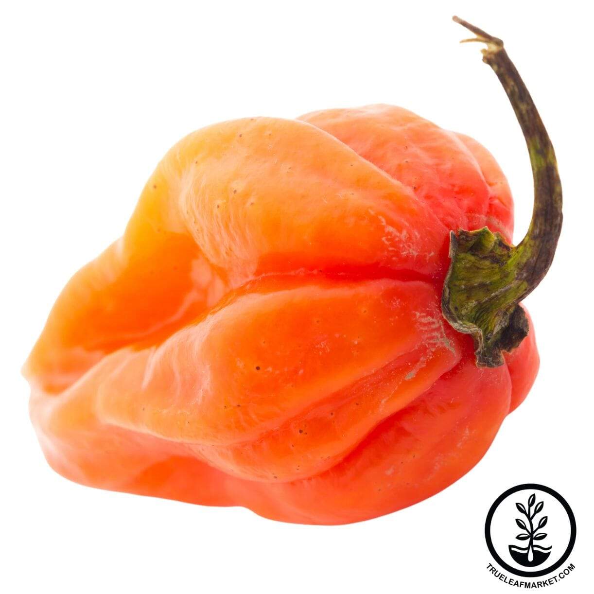 Scotch Bonnet Orange Pepper