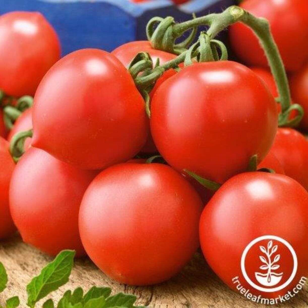 Riesenstraube Tomato