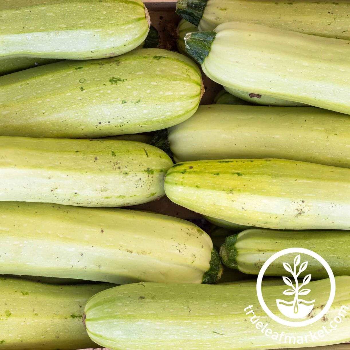 Trieste White Zucchini Squash