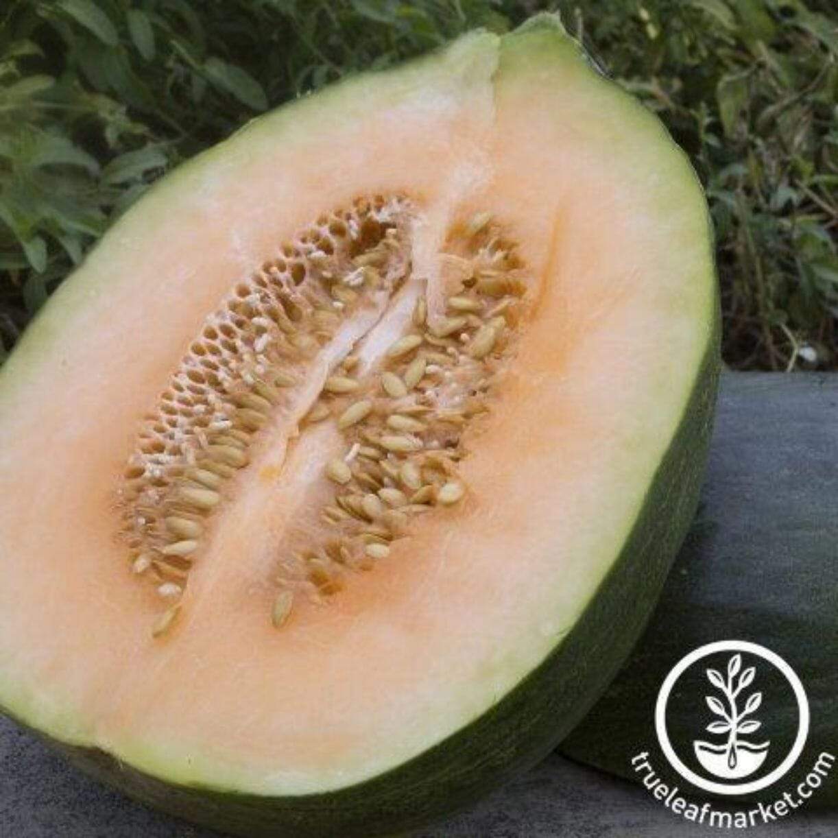 Marvelous Melon