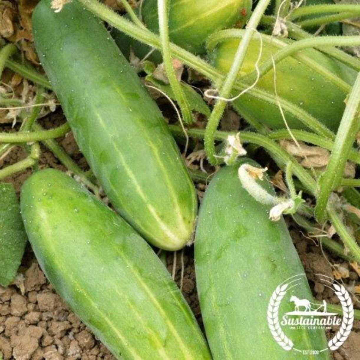 Poinsett 76 Cucumber