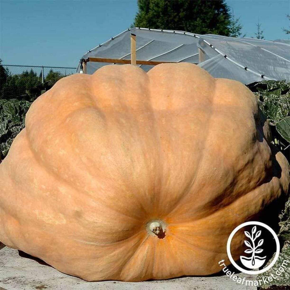 Dills Atlantic Giant Pumpkin