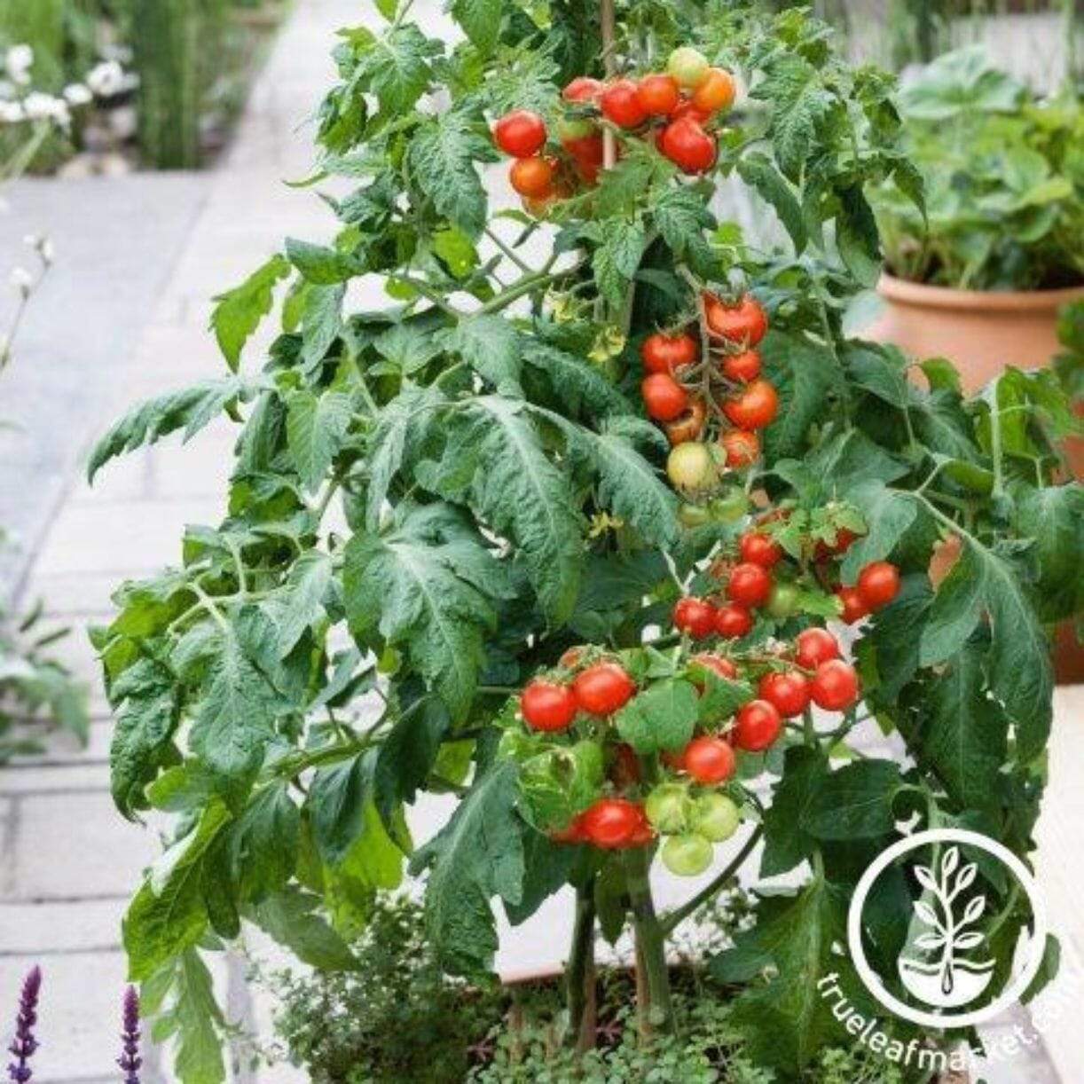 Patio Choice Red Tomato
