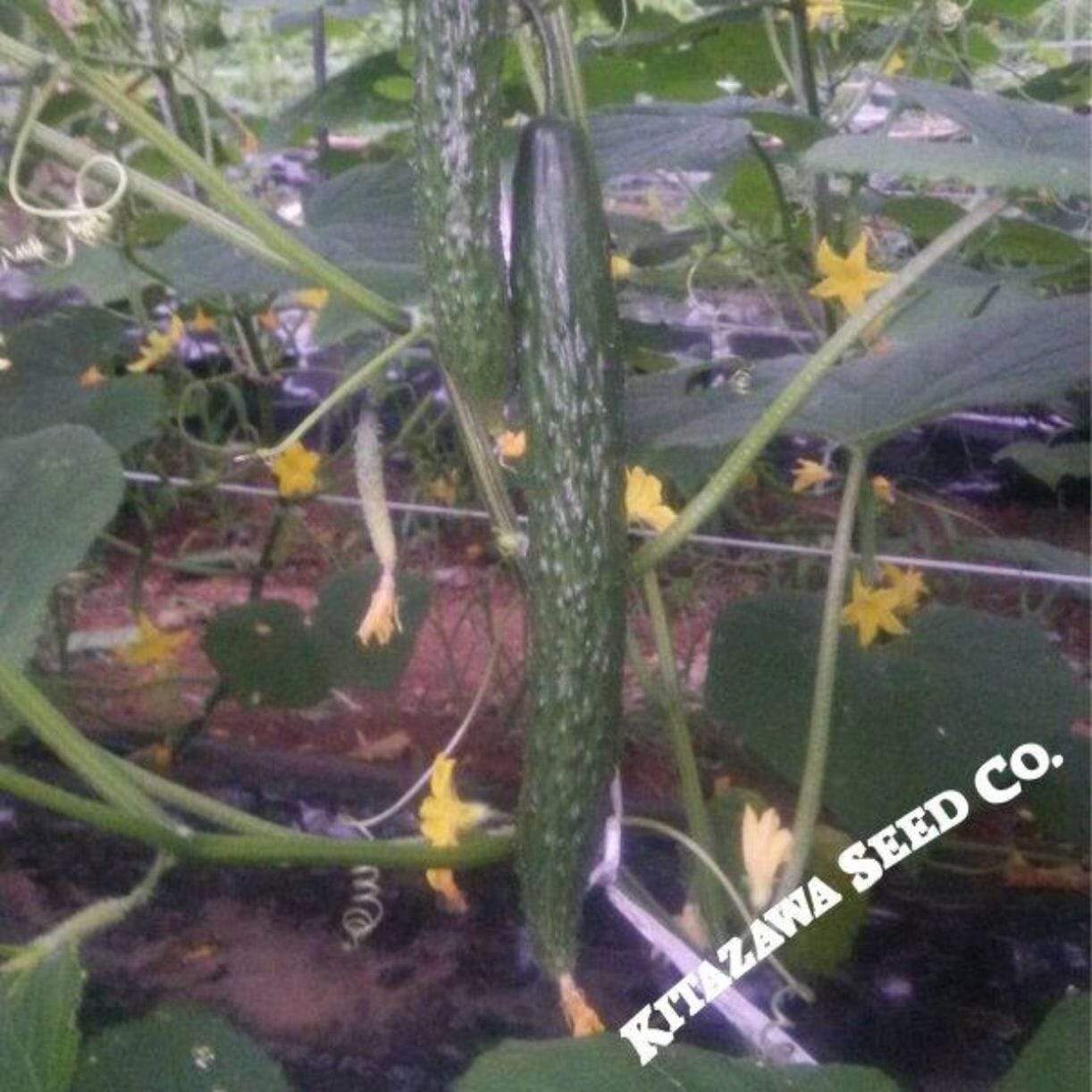 Dragon Suhyo Cross Cucumber