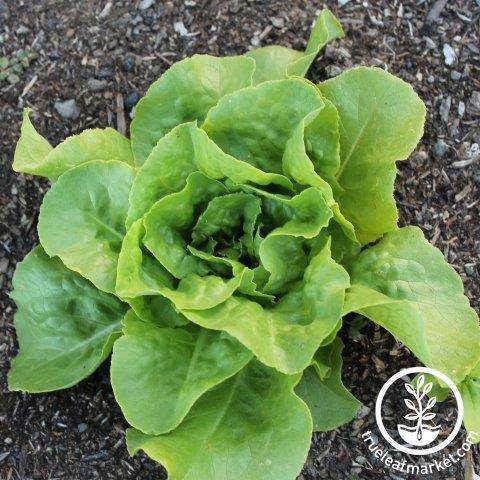 Optima Lettuce