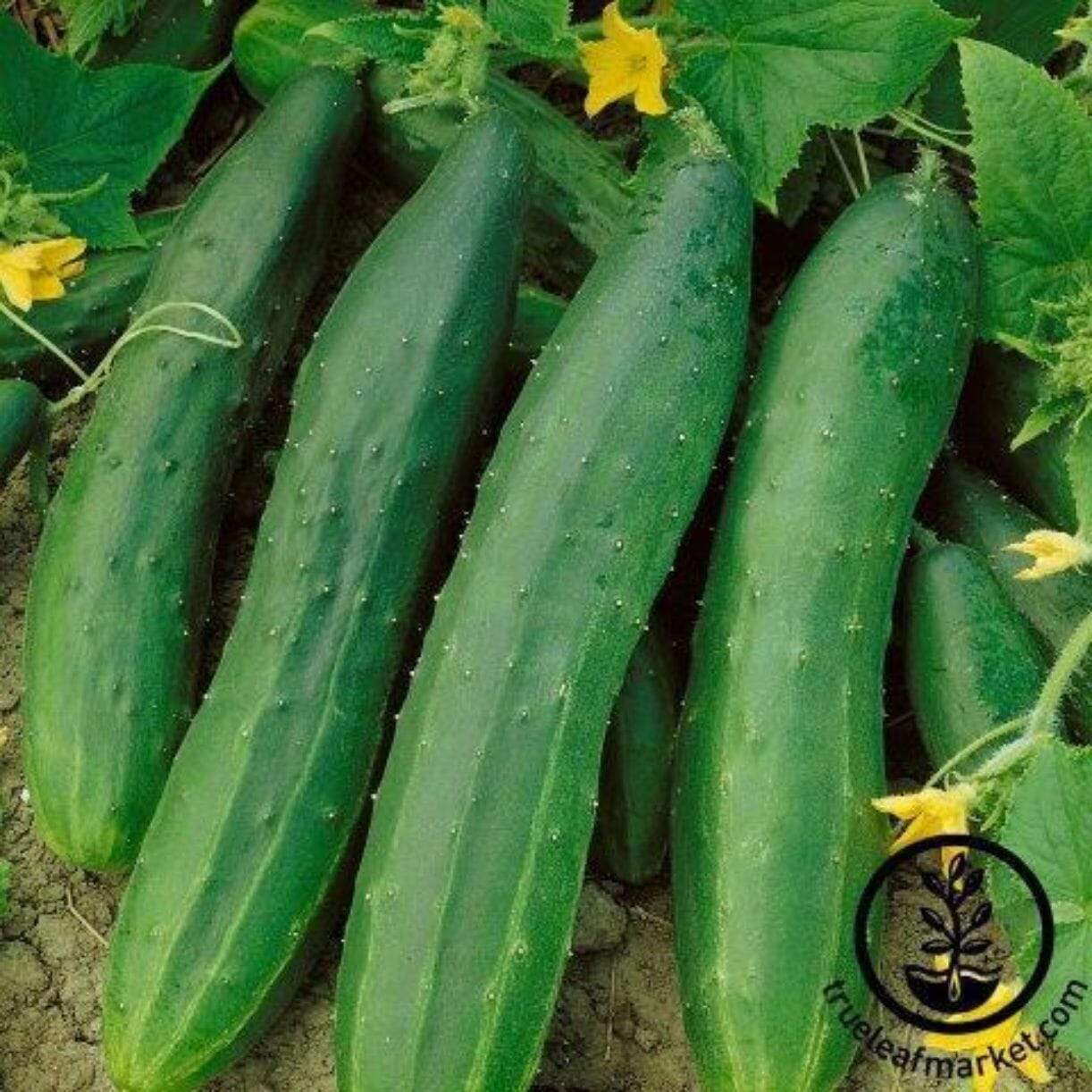 Straight 8 Elite Cucumber