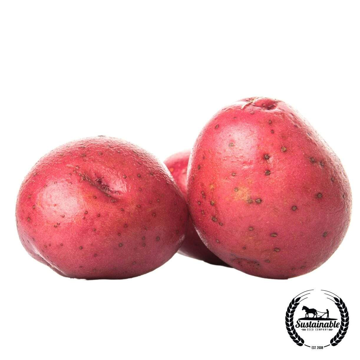 Potato Spring Red Pontiac