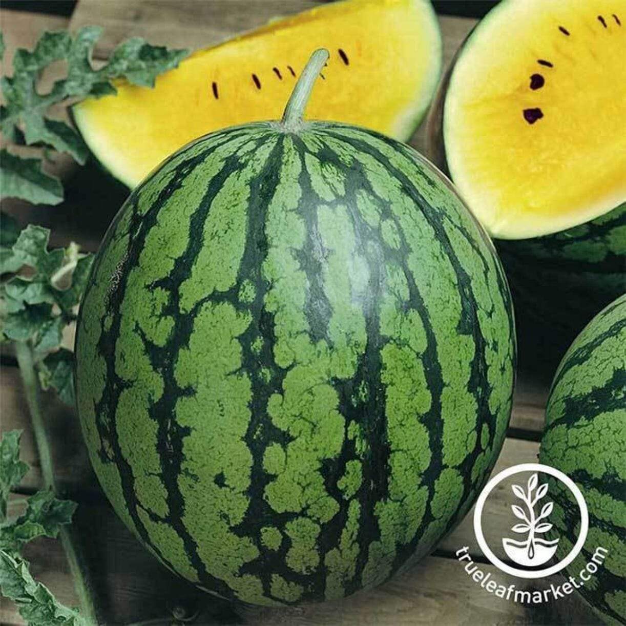 Baby Doll Watermelon