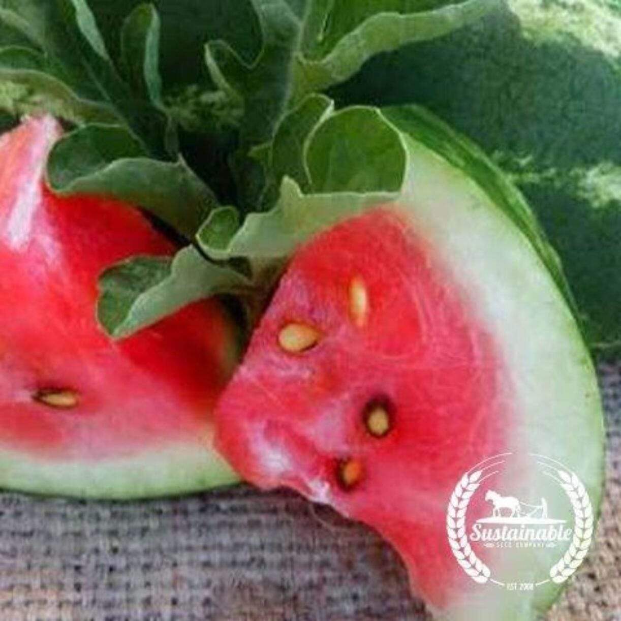 All Sweet Watermelon