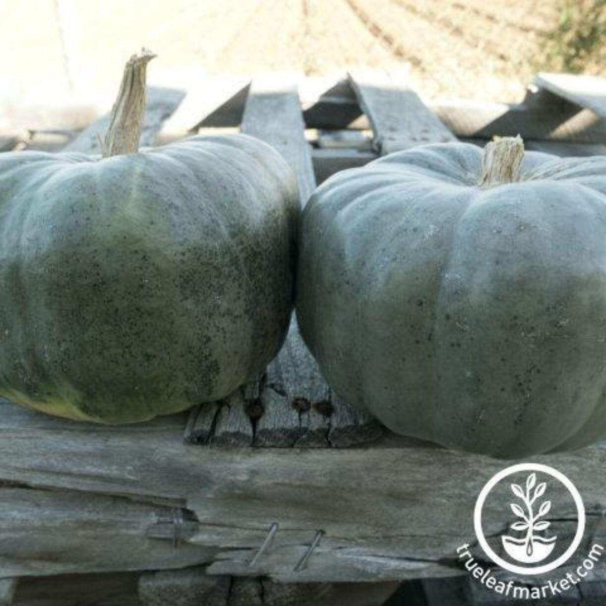 New Zealand Blue Squash