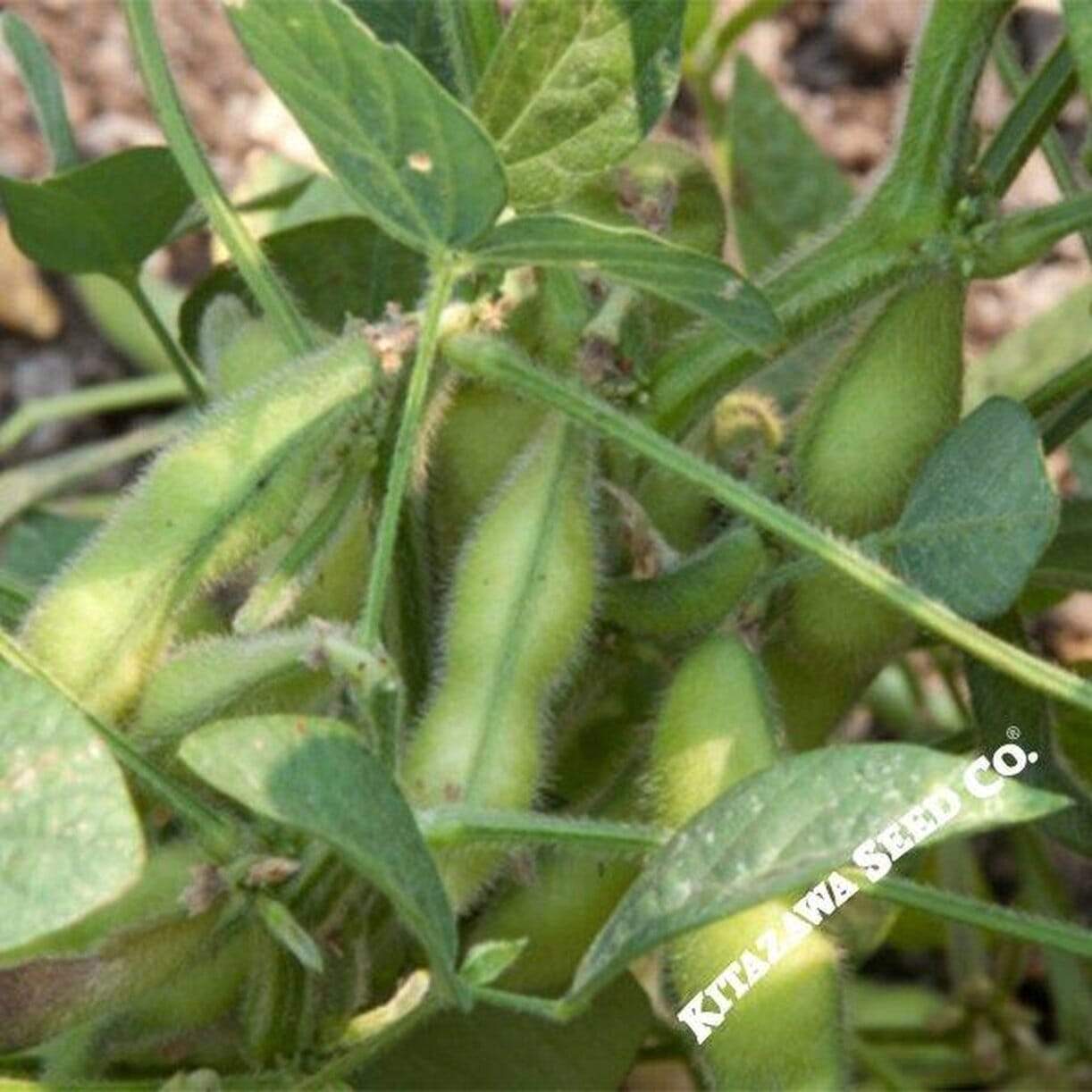 Biei Soybean