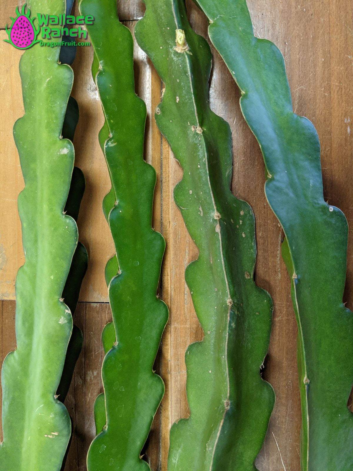 American Beauty Dragonfruit (5)