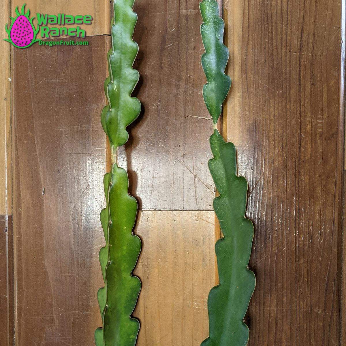 American Beauty Dragonfruit (4)