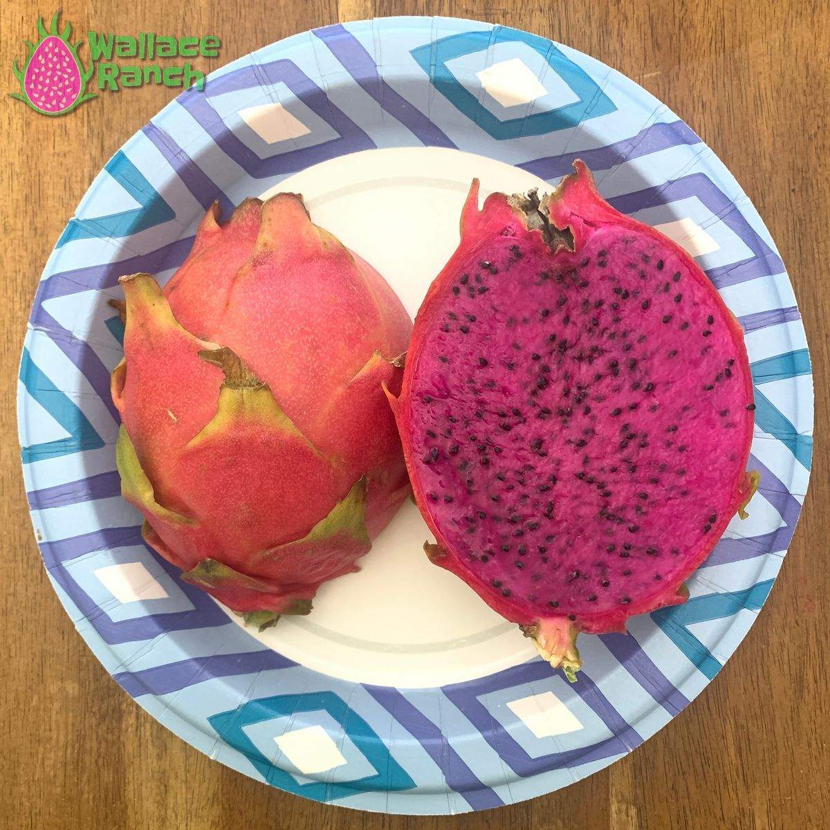 American Beauty Dragonfruit (3)