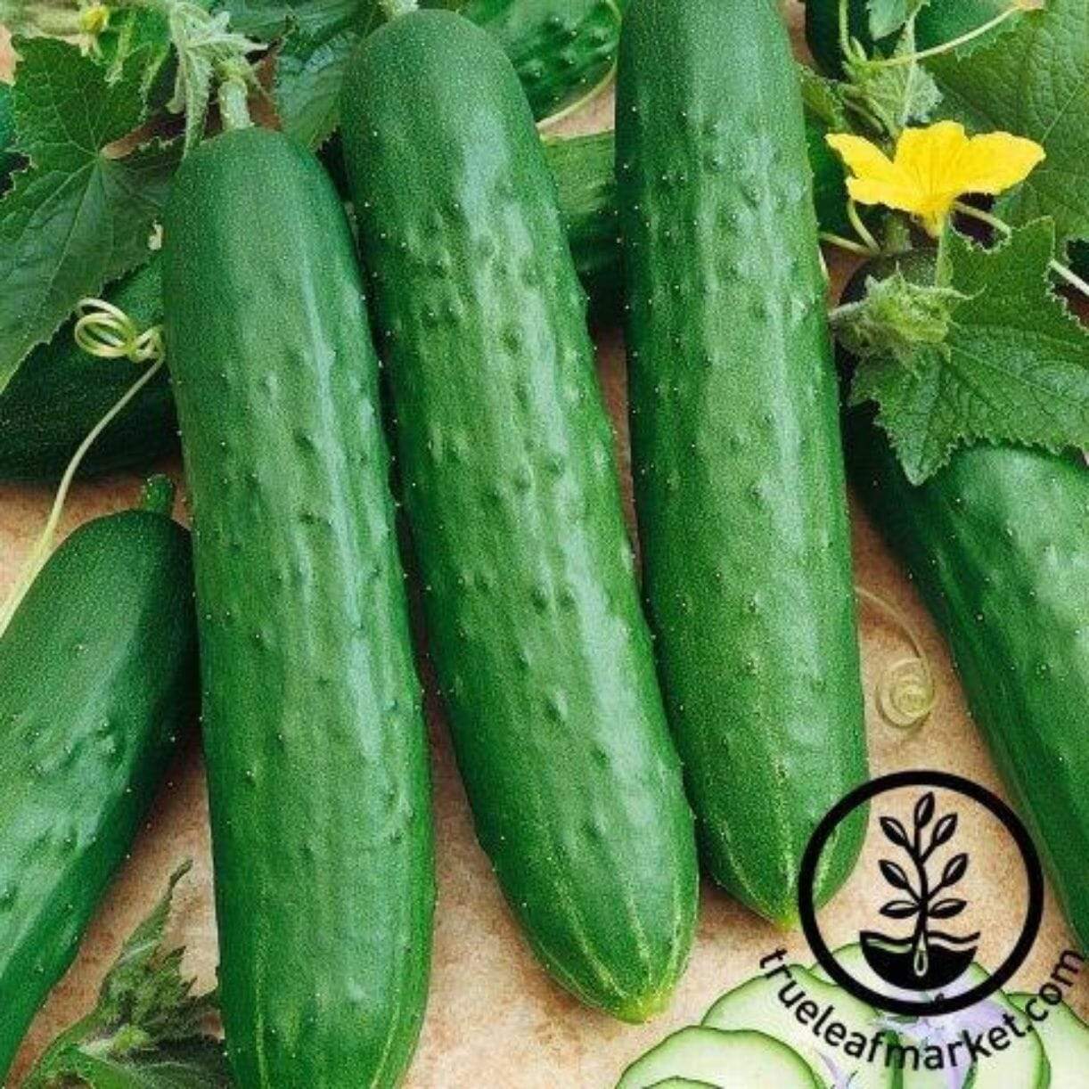 Saladmore Bush Cucumber