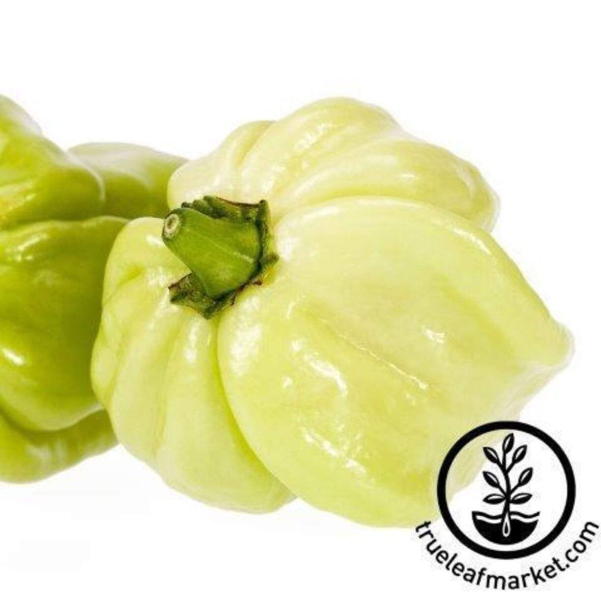 Habanero White Pepper