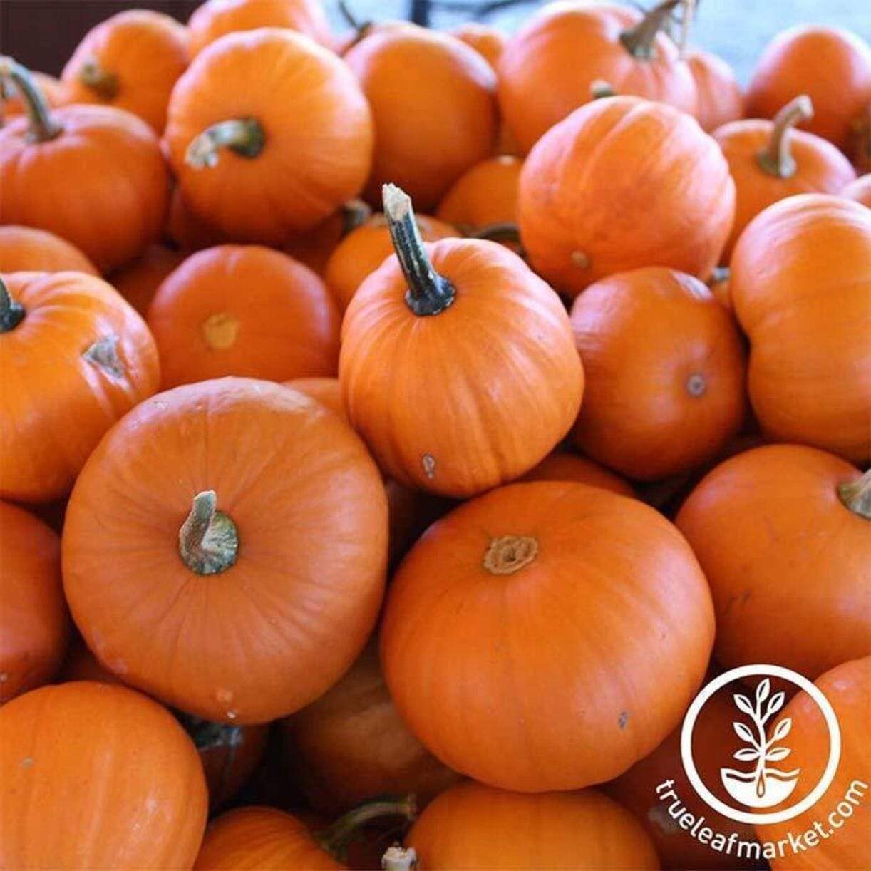 Wee-b-little Pumpkin
