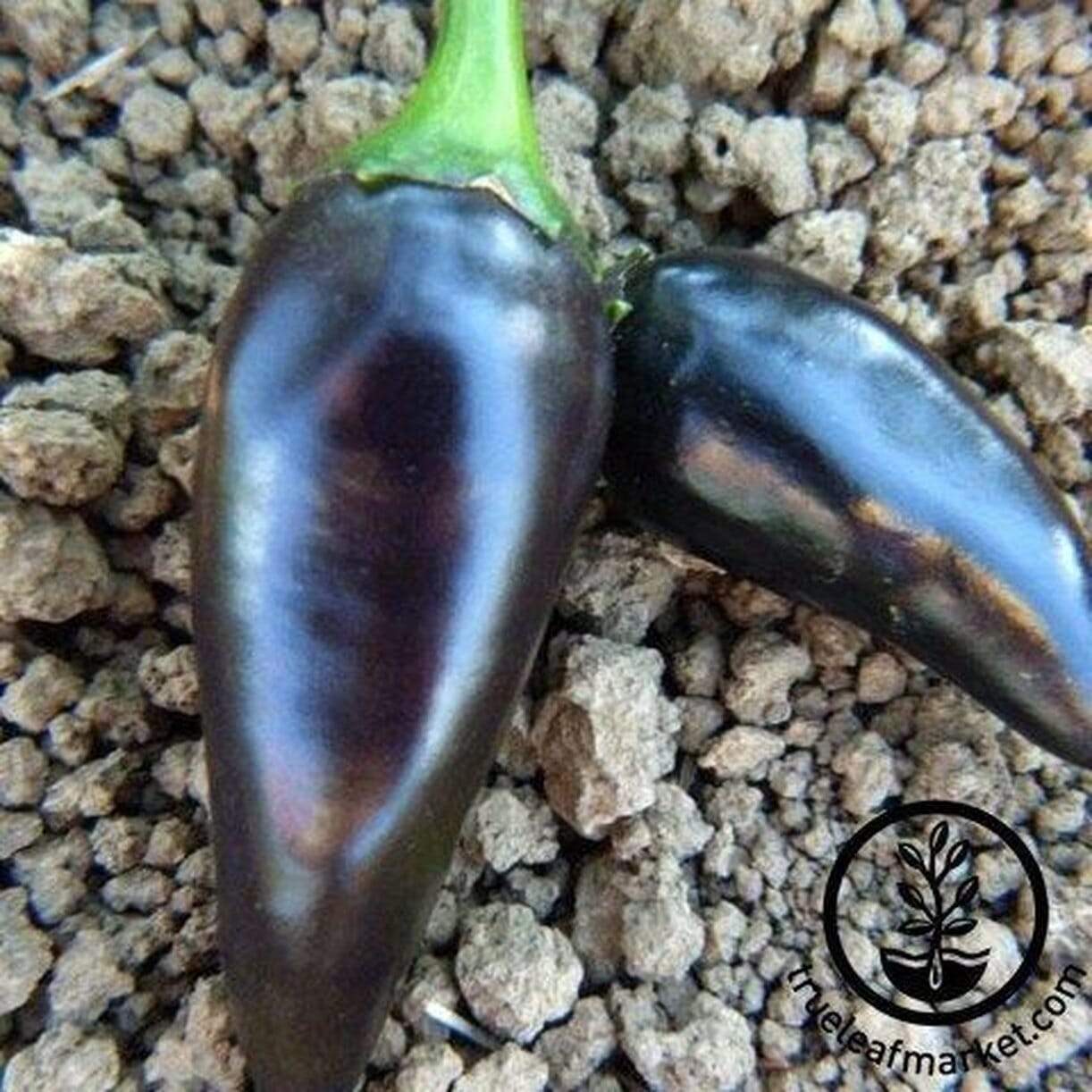 Jalapeno Purples Pepper