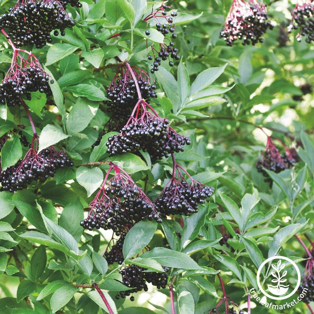Elderberry